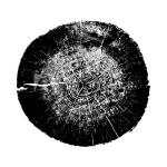 ring tree 1
